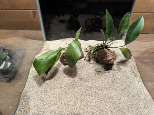 Anubias congensis lava - congensis, rock