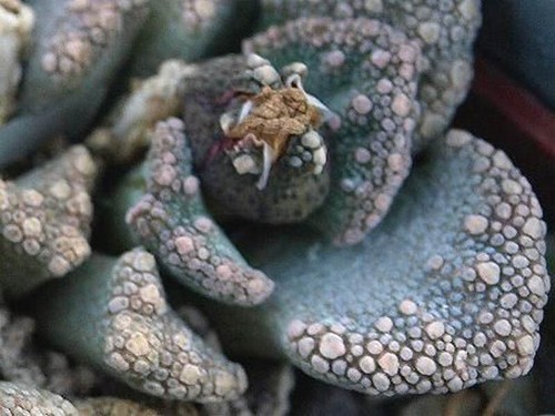 Titanopsis calcarea 15 seeds - 15,