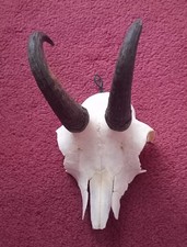 Skull Hanging | Small Goat |
