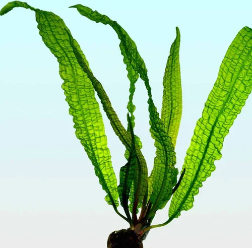 Aponogeton boivinianus bulb - boivinianus,