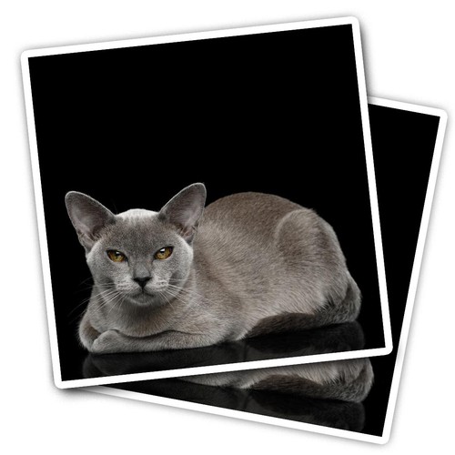 Vinyl stickers burmese cat - stickers,