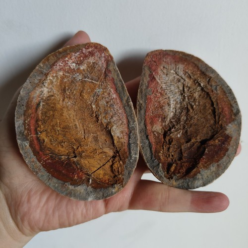 Split fish fossil - fossil, pair