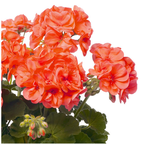Zonal geranium salmon pink - geranium,