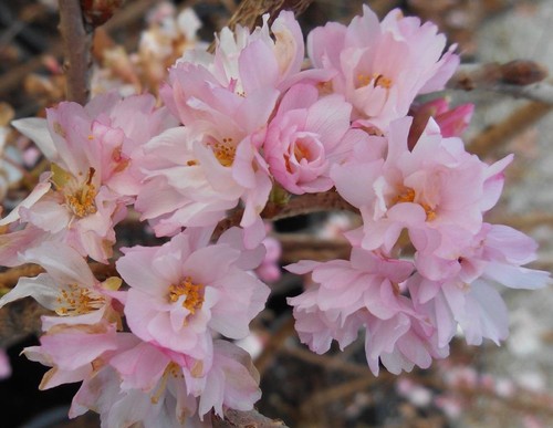 Patio prunus autumnalis rosea - prunus,
