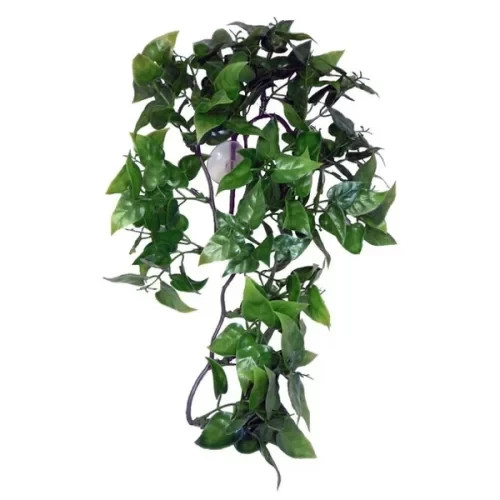 Komodo philodendron hanging - philodendron,