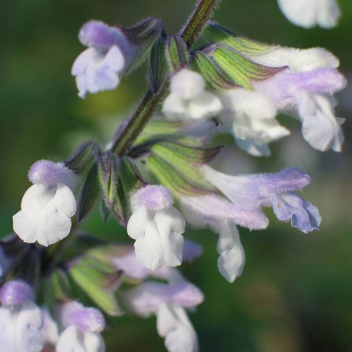 Salvia phyllis fancy plant - 3x,