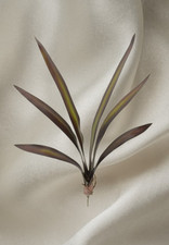 Cymbidium Orchid Leaf x 6