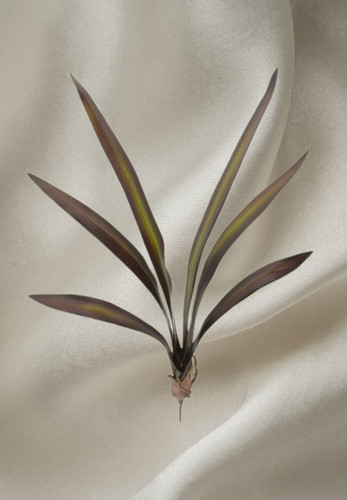 Cymbidium orchid leaf - cymbidium,