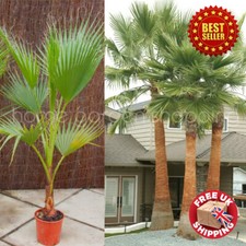 2 - 3 ft Tall Mexican Fan Palm