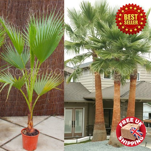 Tall mexican fan palm - 2, ft