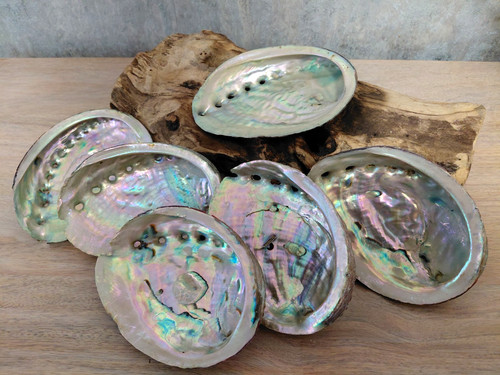 Abalone shell natural large - abalone,