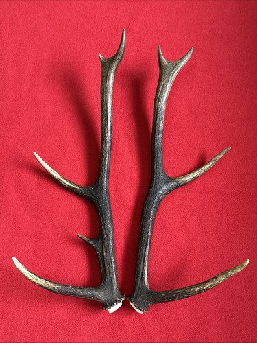 Pair red deer - pair, 548g