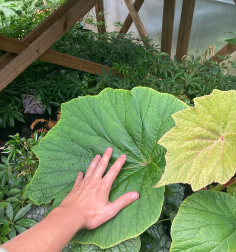 Begonia torsa giant hardy - begonia,