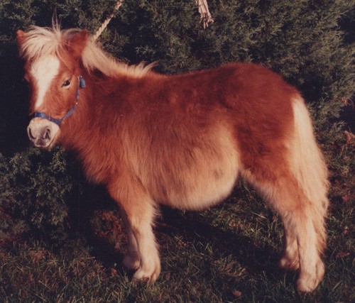 1990s cute miniature - 1990s,