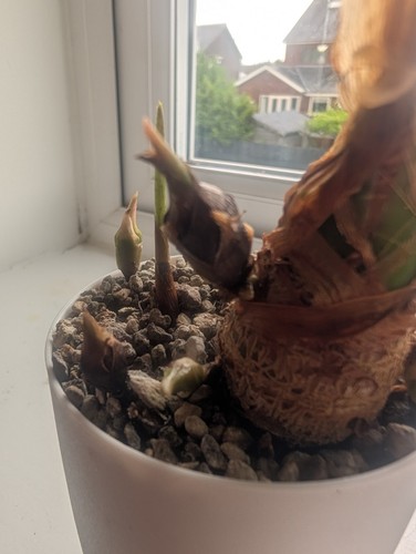 Alocasia longiloba corm - alocasia,