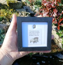 Fossil Dinosaur Tooth Triceratops Horridus USA 100% Genuine