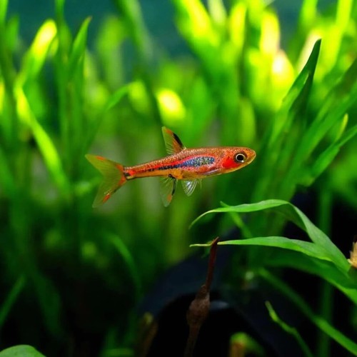 Chili rasbora boraras - rasbora, (boraras