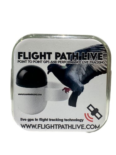 Flight path live - live, bird