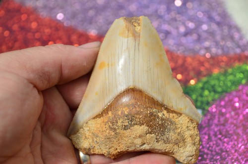 Sale beautiful megalodon - sale..beautiful,