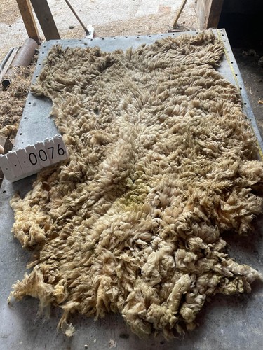 Shropshire raw unwashed sheep - shropshire,