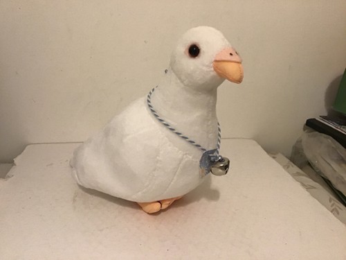 Pigeon dove bird - /, soft