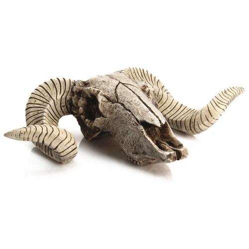 Skull sheep faux taxidermy - faux,