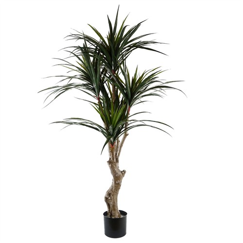 120cm resistant yucca - resistant,