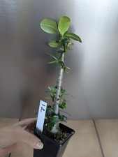 Adenium Obesum/Desert