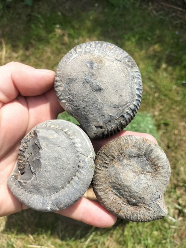 Prepare your own ammonite - 3,