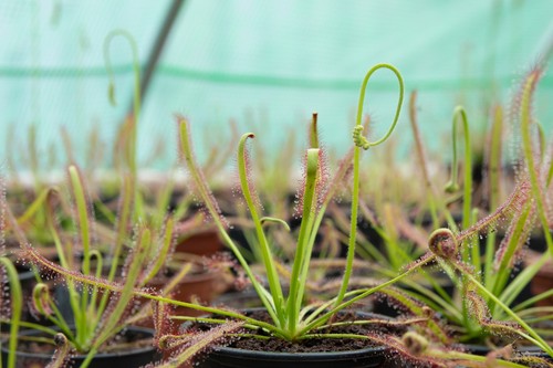 Carnivorous plant cape - carnivorous,