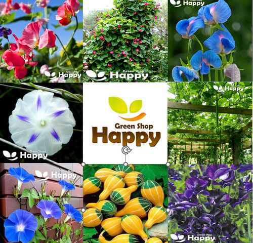 Climbing flowers vines - climbing,