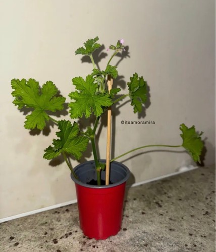 Arabic geranium rose plant - arabic,