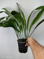 Aspidistra Elatior 'AKEBONO' Cast iron plant Rare Aspidistra