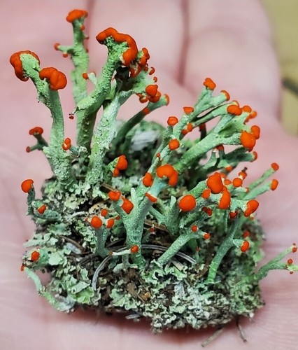 Live british soldier lichen - soldier,