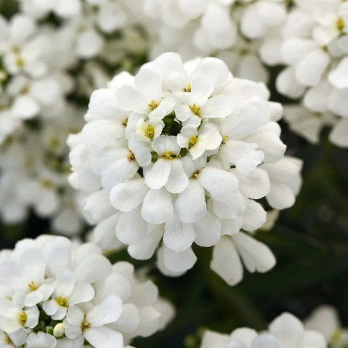 Iberis sempervirens - iberis,