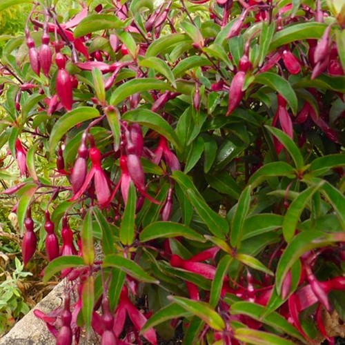 Fuchsia dying embers plant - fuchsia,