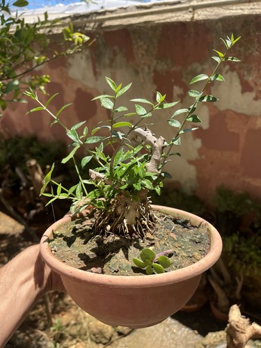 Olive bonsai pictured - as,