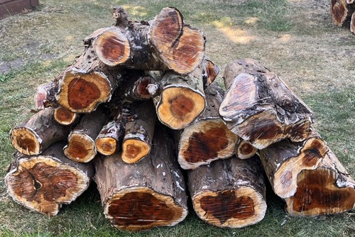 English yew - 12,