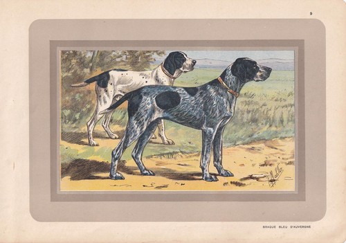 1931 auvergne pointer print - 1931,