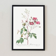 Antique Botanical Flower Illustration Vintage Retro 7x5 Wall Decor Art Print