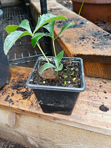 Small hellebore seedling - hellebore,