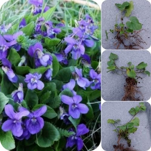 Violet plants viola - 3x,