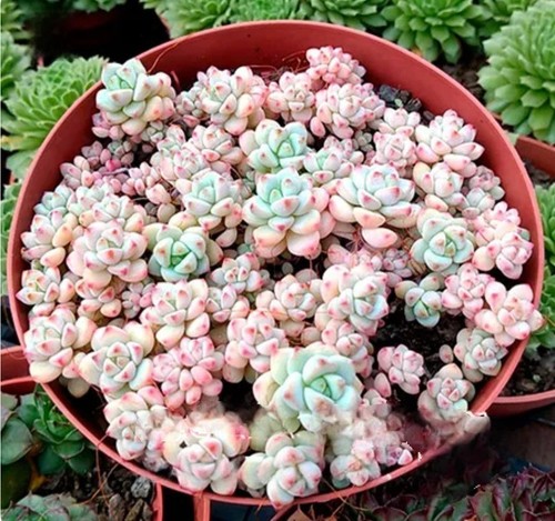 10x sedum perezdelarosae - sedum,