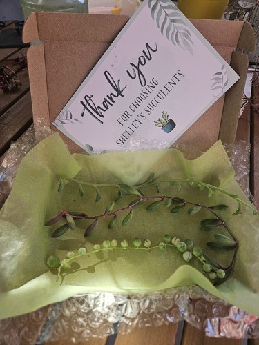 Succulent string bundle - succulent,