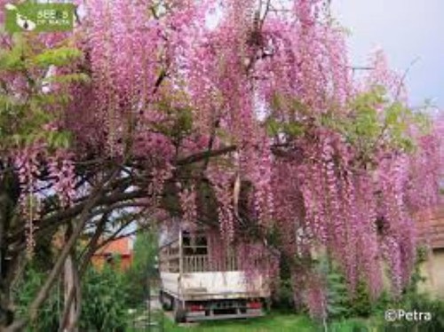 Chinese pink wisteria tree - pink,