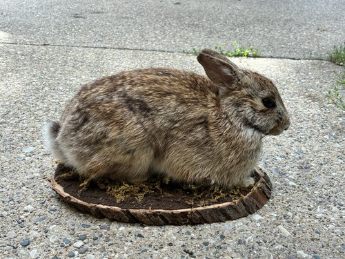 Real cottontail rabbit - cottontail,
