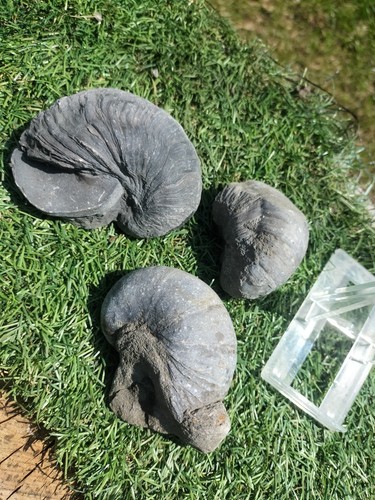 Gryphea bivalves ammonite - x,