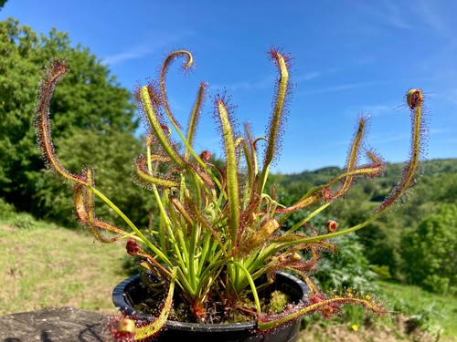 Seeds from drosera - seeds,