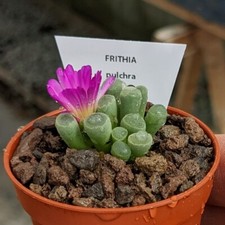 Frithia pulchra, baby toes, lithops plants, living stones, succulents