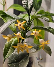 Hoya Occultata Yellow Fresh Cutting Plant Indoor House Plant